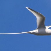 White-tailed Tropicbird